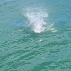 Beluga
