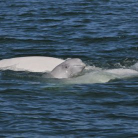Beluga