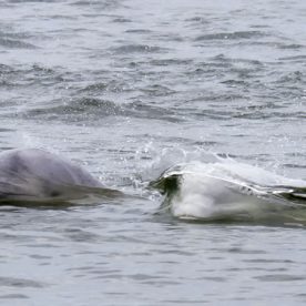 Beluga
