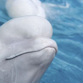 Beluga