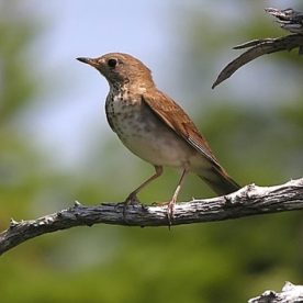Bicknell's Thrush