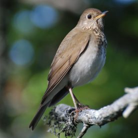 Bicknell's Thrush