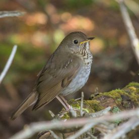 Bicknell's Thrush