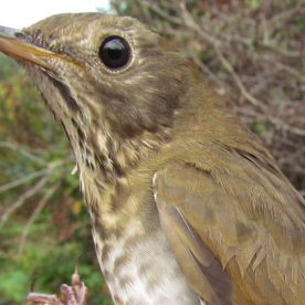 Bicknell's Thrush