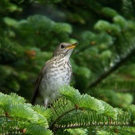 Bicknell's Thrush