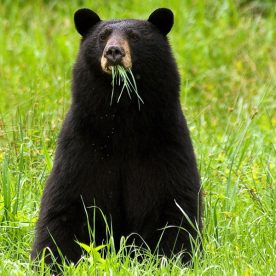 Black Bear