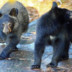 Black Bear