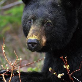 Black Bear