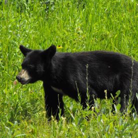 Black Bear
