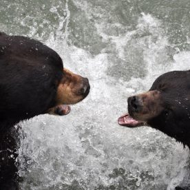 Black Bear