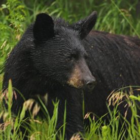 Black Bear