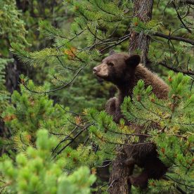 Black Bear