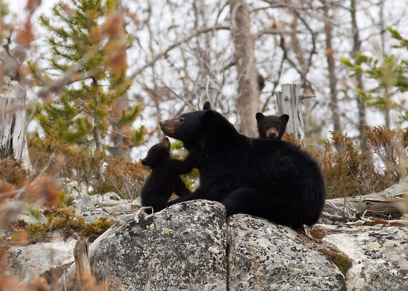 Maman Ourse Noire Et Ses Petits L ours Noir Faune Et Flore Du Pays Maman Ourse Noire Et Ses Petits L ours Noir Faune Et Flore Du Pays