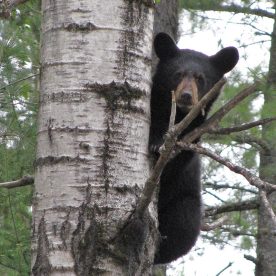 Black Bear