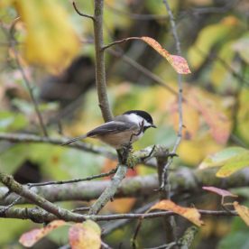 Black-capped Chickadee