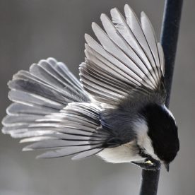 Black-capped Chickadee