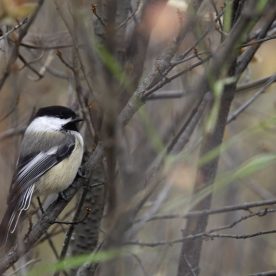 Black-capped Chickadee
