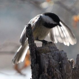 Black-capped Chickadee