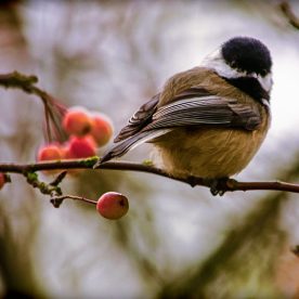 Black-capped Chickadee