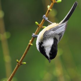 Black-capped Chickadee