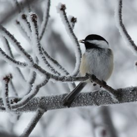 Black-capped Chickadee in snow