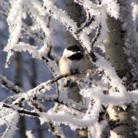 Black-capped Chickadee in snow