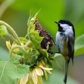 Black-capped Chickadee on sunflower