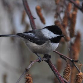 Black-capped Chickadee