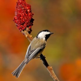 Black-capped Chickadee