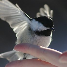 Black-capped Chickadee