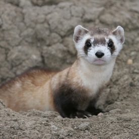 Black-Footed Ferret