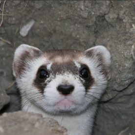 Black-Footed Ferret