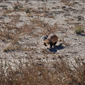 Black-Footed Ferret