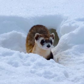 Black-Footed Ferret
