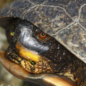 Blanding's Turtle