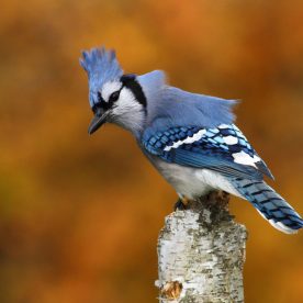 Blue Jay