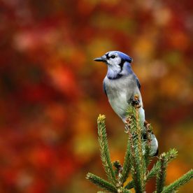 Blue Jay