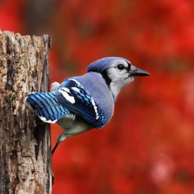 Blue Jay