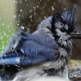 Blue Jay