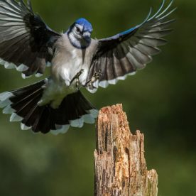Blue Jay
