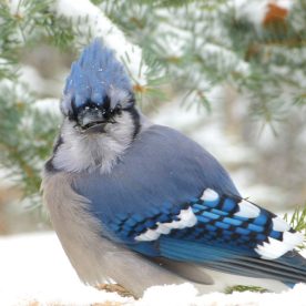 Blue Jay