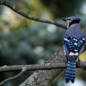 Blue Jay