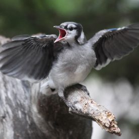 Blue Jay