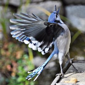 Blue Jay