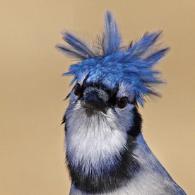 Blue Jay