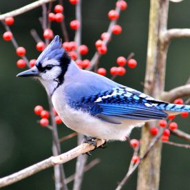 Blue Jay