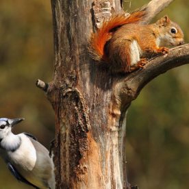 Blue Jay and Red Squirrel
