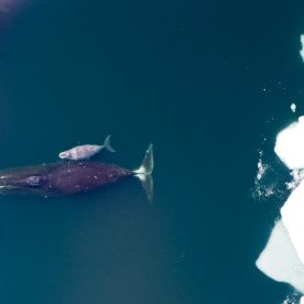 Bowhead Whale