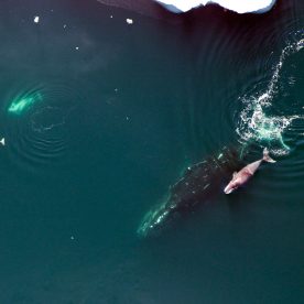 Bowhead Whale, calf and belugas