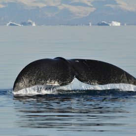 Bowhead Whale